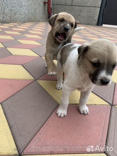 Собака (щенок)