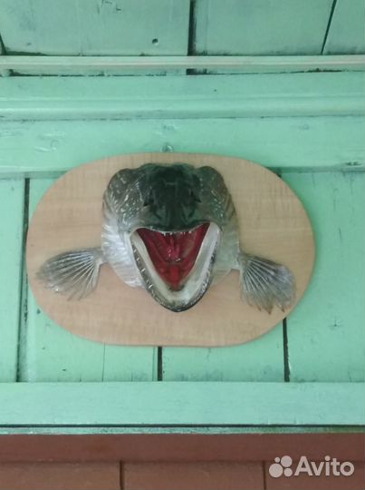 Чучело головы щуки