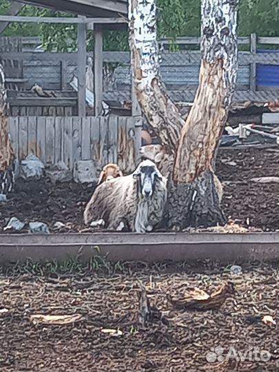 Бараны, гуси