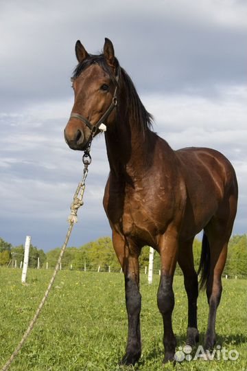 Жеребец 3 года