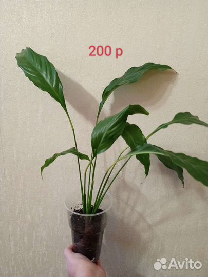 Спатифуллум