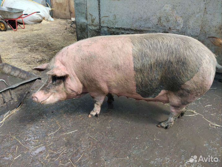 Хряк, свиноматки