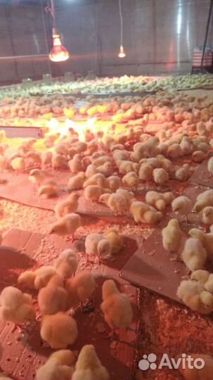 Бройлеры, утки, муларды, гуси, индюки