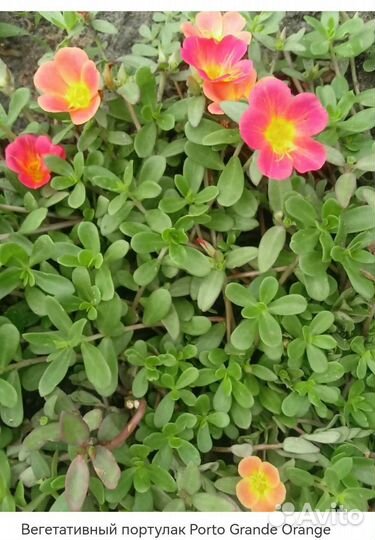Портулак вегетативный