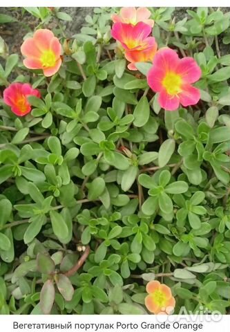 Портулак вегетативный