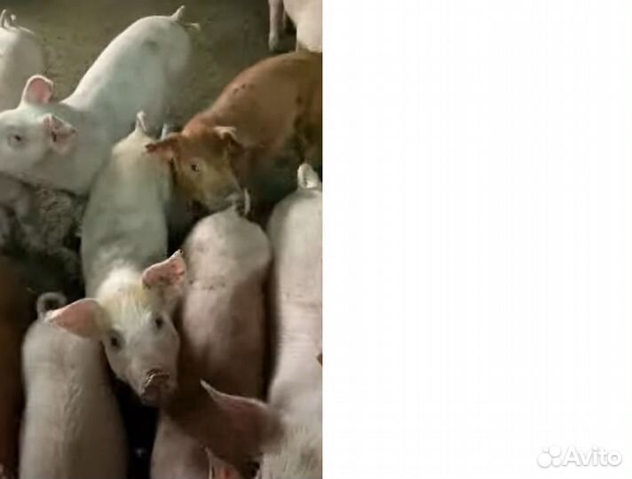 Свиная голова.Домашняя свинина и курочка.Убой, дос