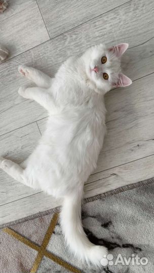 Турецкая ангора