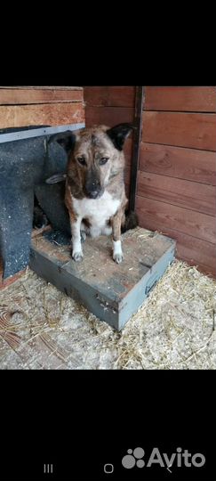 Собака Даша из приюта