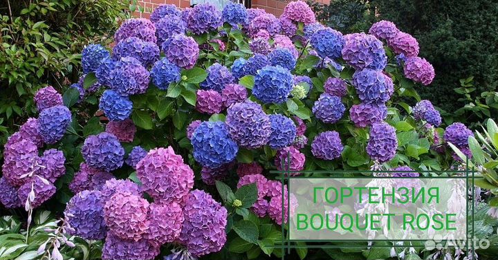 Гортензия