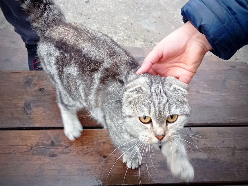 Котёнок британской вислоухой в хорошие руки