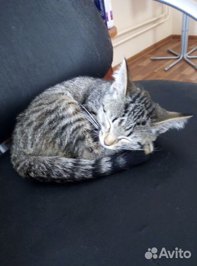 Котенок девочка