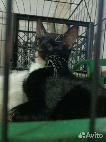 Отдам кота в добрые руки