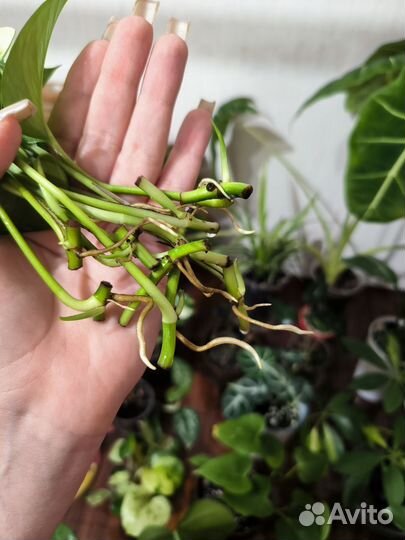 Эпипремнум