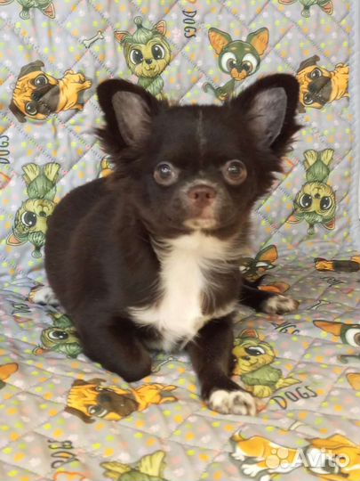 Чихуахуа шикарная красотка