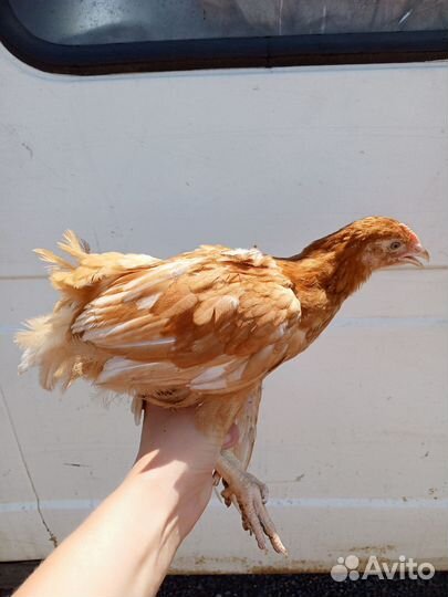 Куры молодки несушки