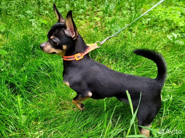 Отдам собаку в добрые руки