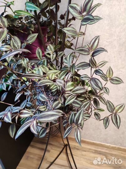 Традесканции разных сортов