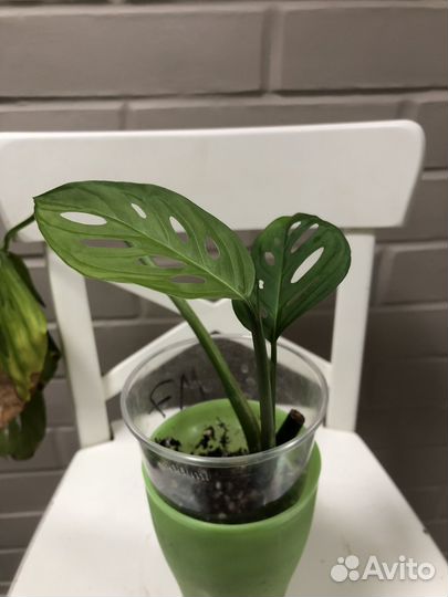 Монстера Адансони (Фридрихшталя)