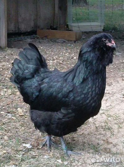 Амераукана