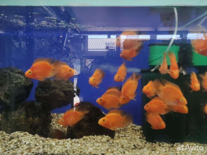 Аквариум на рыба оптом и в розницу