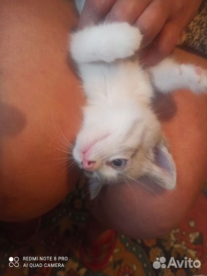 Кошка в дар