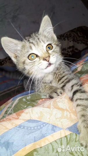 Милашка в добрые руки