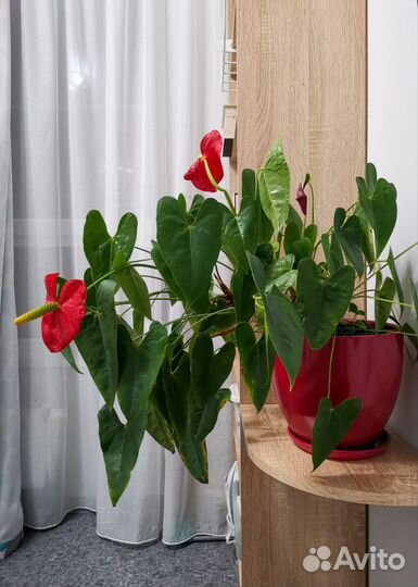 Комнатные цветы антуриум