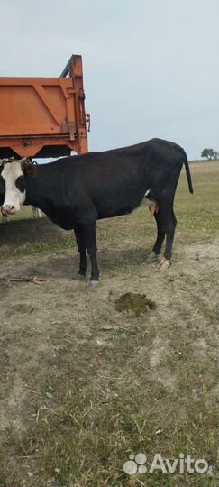 Корова дойная с теленком