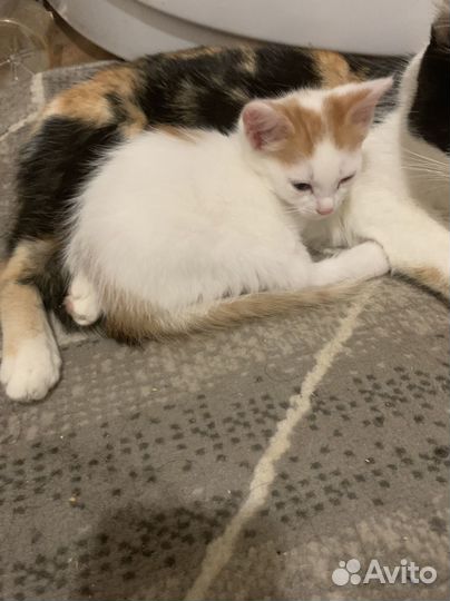 Кошка в дар