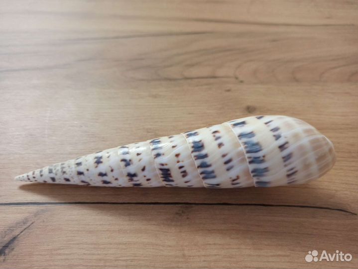 Морская раковина