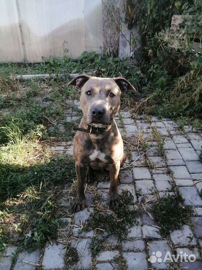 Передержка для собак