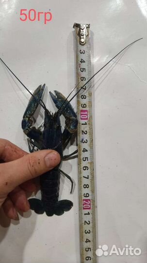 Австралийский рак. Первородки