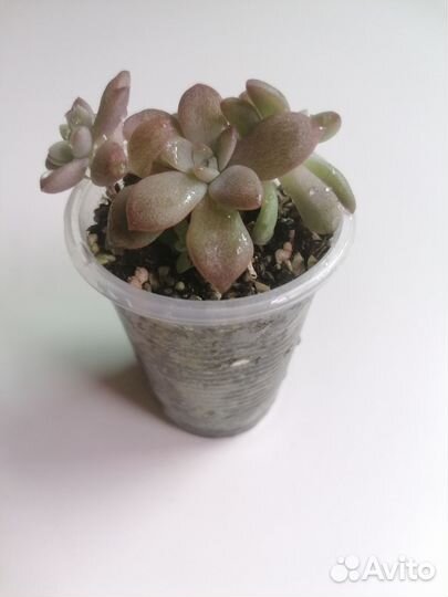 Эчеверия карниколор (carnicolor) суккуленты