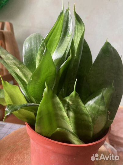 Сансевиерия ханни