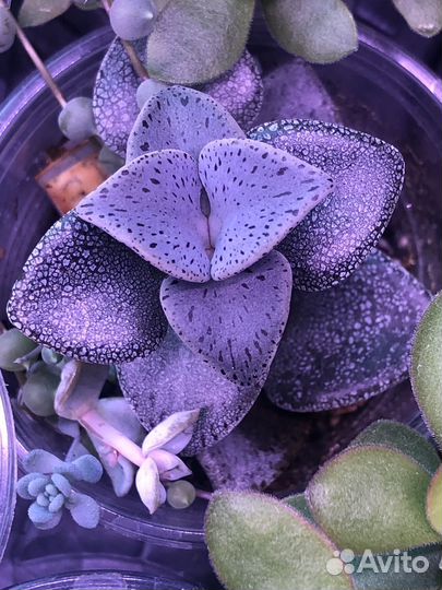 Редкие суккуленты