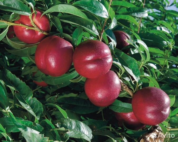 Элитные саженцы