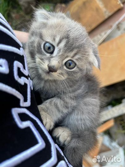 Шотландская
