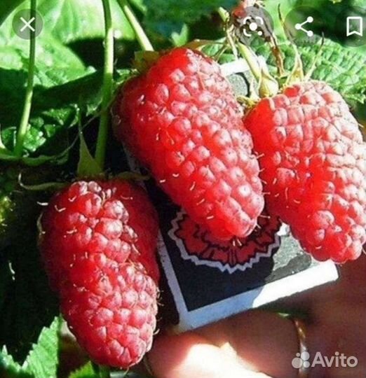 Саженцы малины