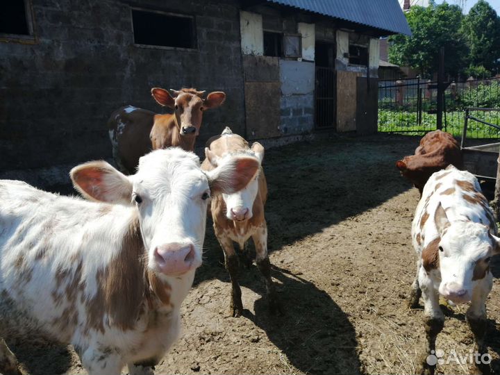 Бычки и телята