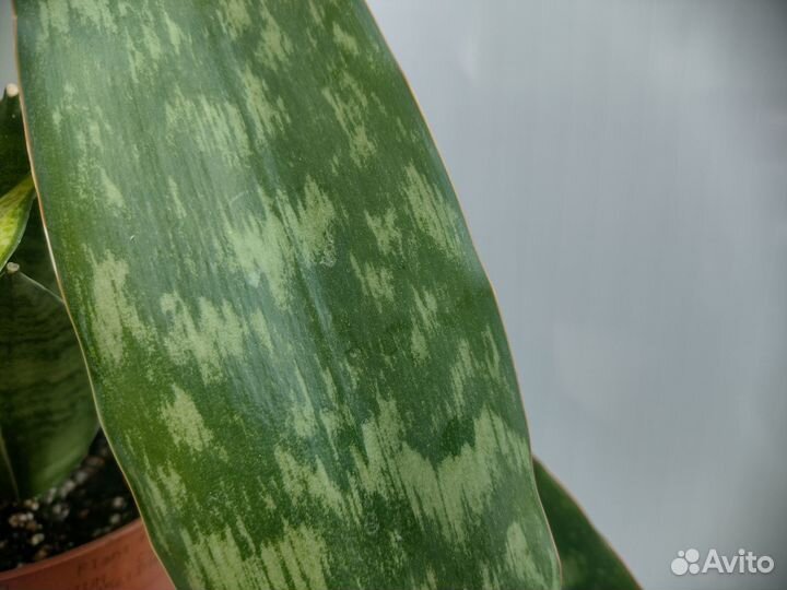 Сансевиерии аубрутиана Драгон, футура Суперба