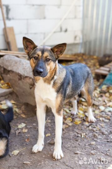 Молодая собака Мифа