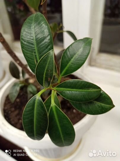 Фикус Мелани