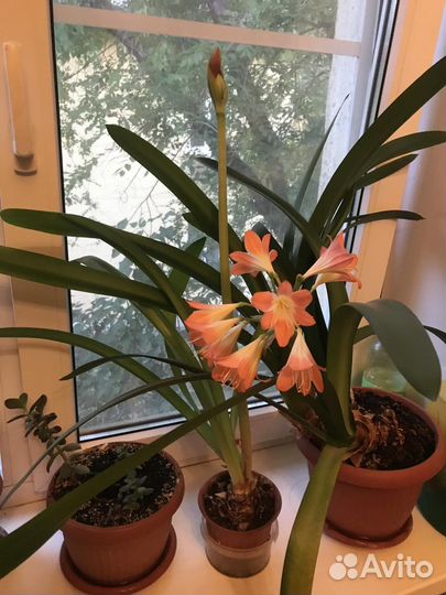 Кливия Лососевая