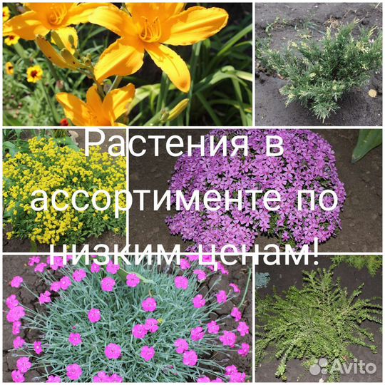 Декоративные кустарники