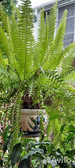 Папоротник комнатный