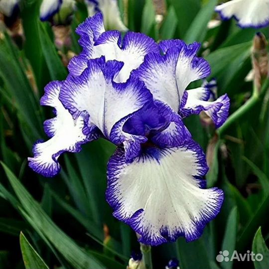 Ирис Германика