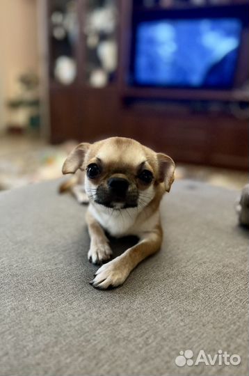 Вязка кобель чихуахуа рыжий (бесплатно за щенка)