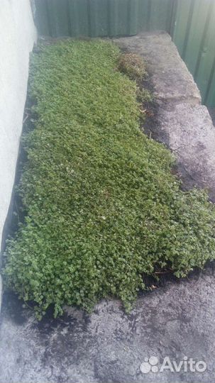 Почтой РФ - Газон для ленивых цветет май-июнь