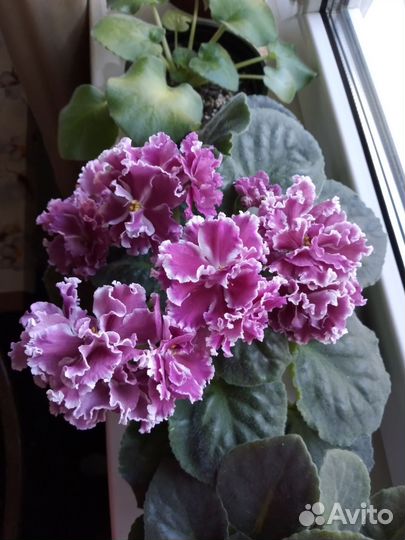 Фиалка Амадеус