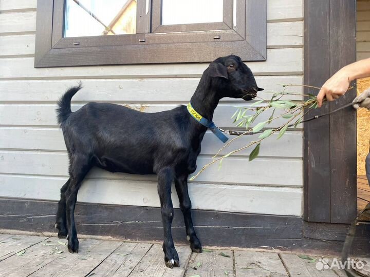 Нубийские козы,козлы